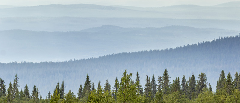 om Inrego - bild på trädtoppar och berg.